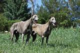 GREYHOUND 029